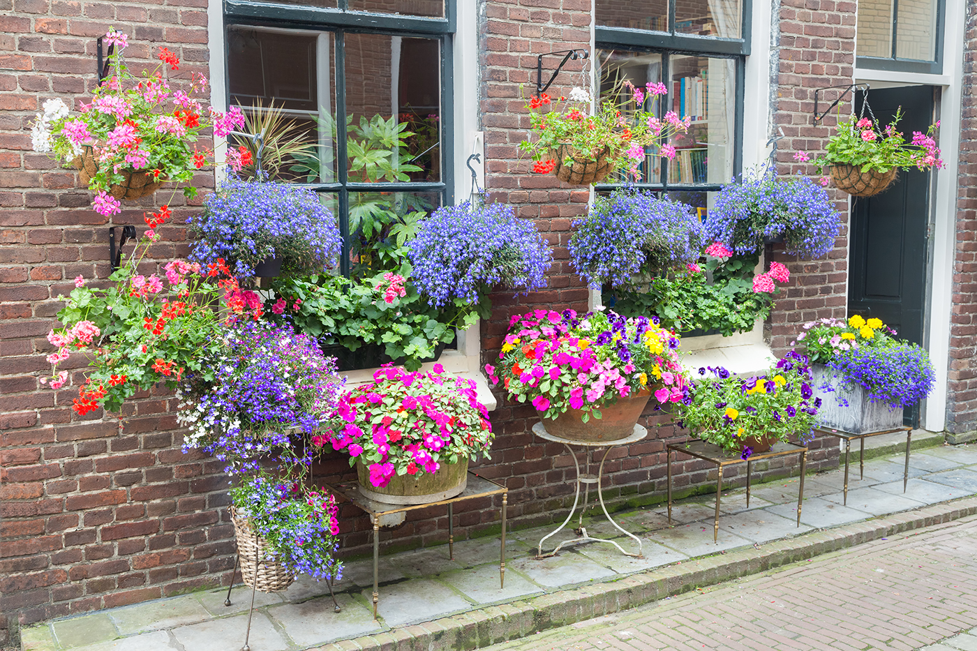Ask a Pro Q&A: Are Lobelia Plants Poisonous? - bhgrelife.com